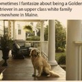 Sometimes I fantasize about being a Golden Retriever in an upper class white family somewhere in Maine