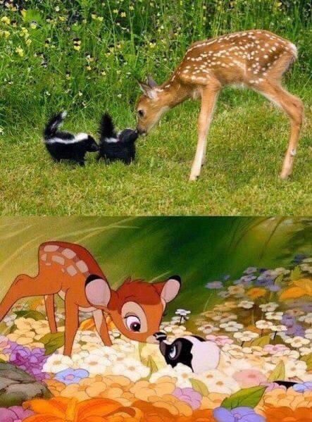 real life Bambi - meme