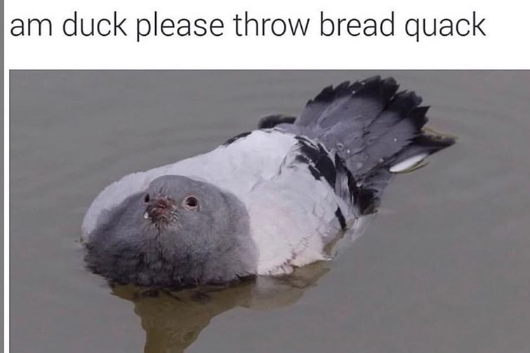 Good duck - meme