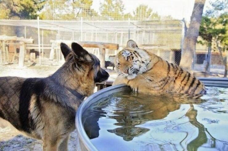 We all someone who looks at you like this tiger looks at the German Shepherd. - meme