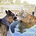 We all someone who looks at you like this tiger looks at the German Shepherd.
