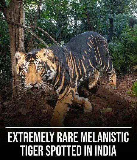 rare tiger spotted in India - meme