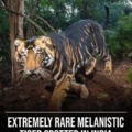rare tiger spotted in India