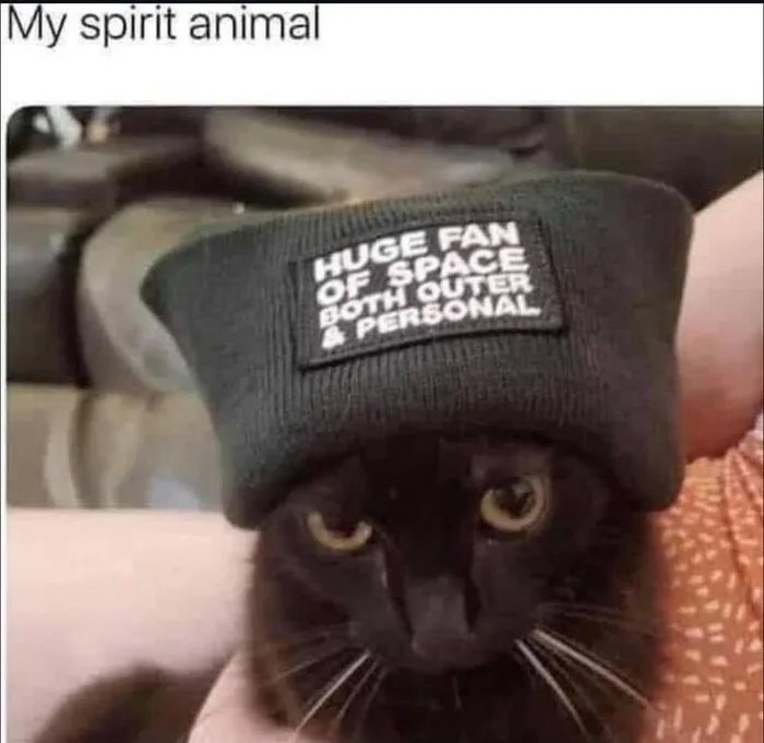 Cats in spa-a-a-ace - meme