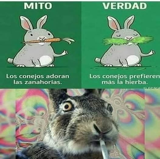 Yo quiero de lo que fuma ese conejo - meme