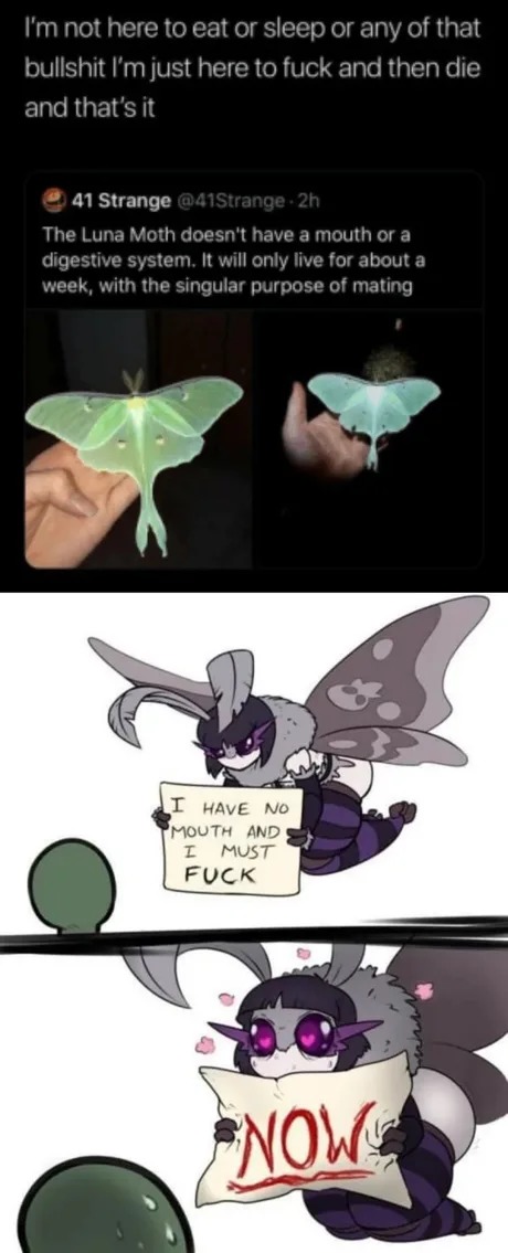 Luna Moth life - meme