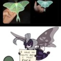 Luna Moth life