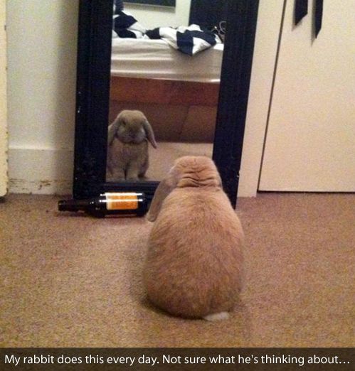 contemplative bunny is contemplating - meme