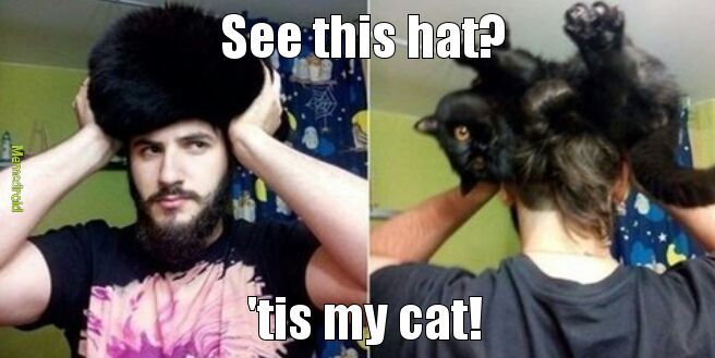 cat hat - meme