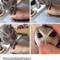 pen balancing owl