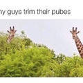 are those things on giraffes heads called horns?