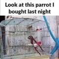 well such nice parrot