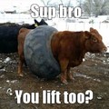 You lift too?