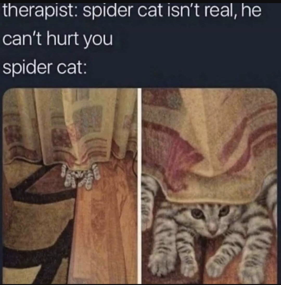 Spider Cat - meme