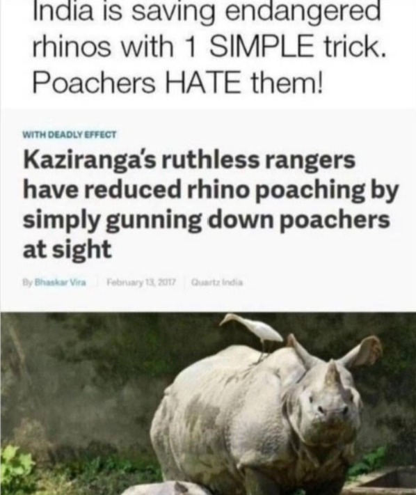 There are single rhinos in your area - meme