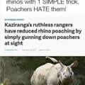 There are single rhinos in your area