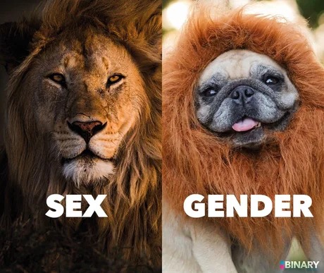 Sex vs gender - meme
