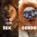 Sex vs gender