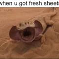 fresh sheets feel good