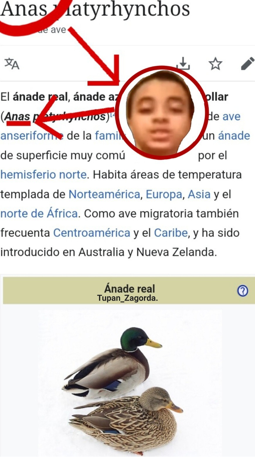 ¡Anas se infiltró en Wikipedia, y es un pato de collar! - meme