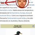 ¡Anas se infiltró en Wikipedia, y es un pato de collar!