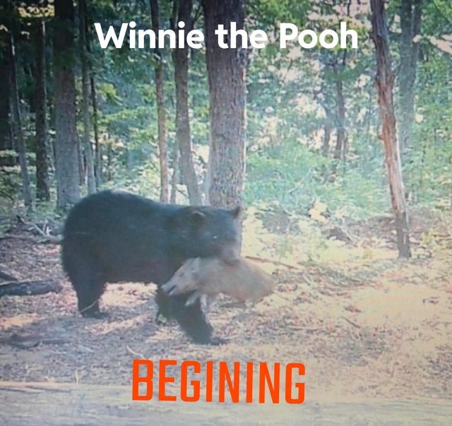 Winnie the Pooh irl - meme