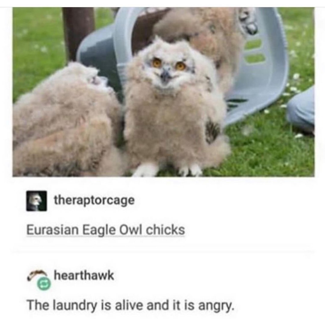 Angry laundry - meme