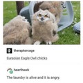 Angry laundry