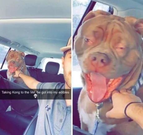 this dog is high as balls - meme