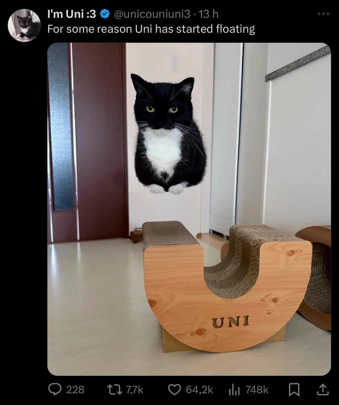 gato truco - meme