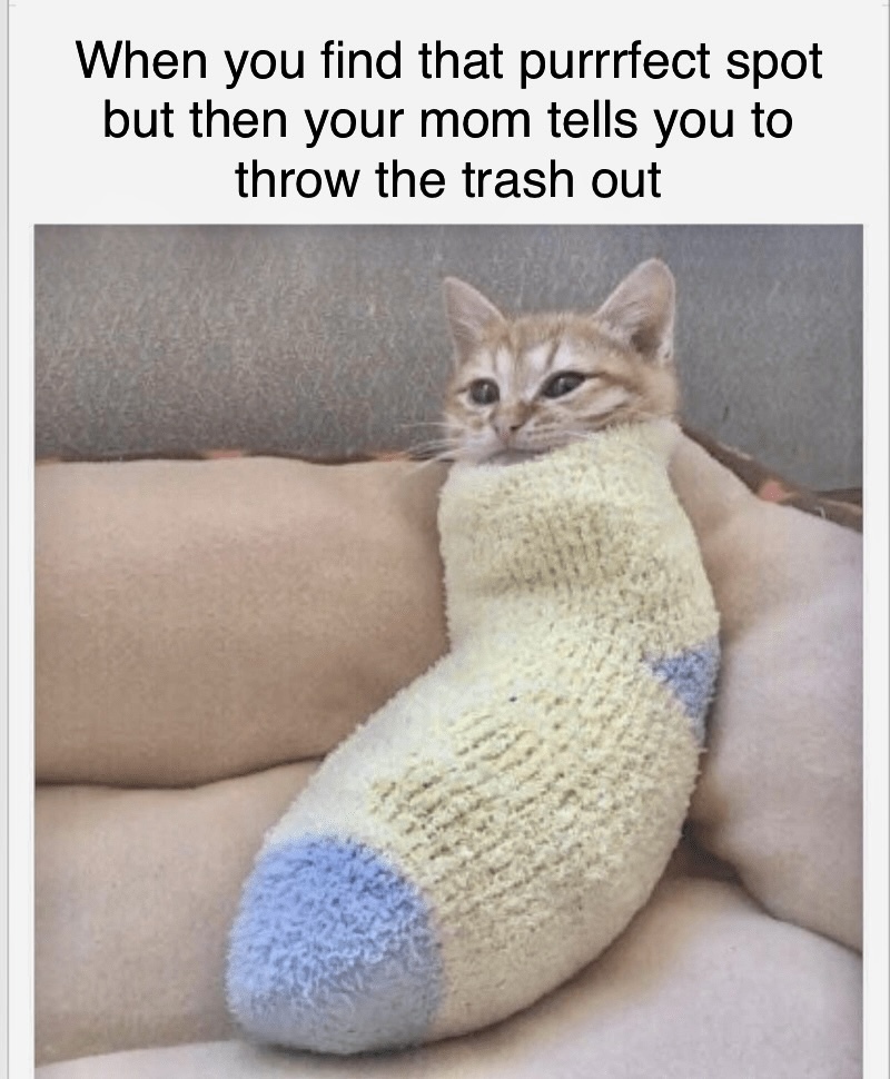 Comfy cat - meme