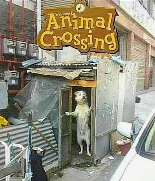 Animal Crossing - meme