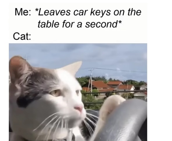 Cat in a car to make your day better - meme