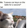 Cat in a car to make your day better