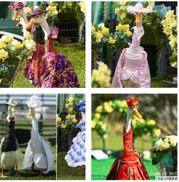 Sydney duck fashion show - meme