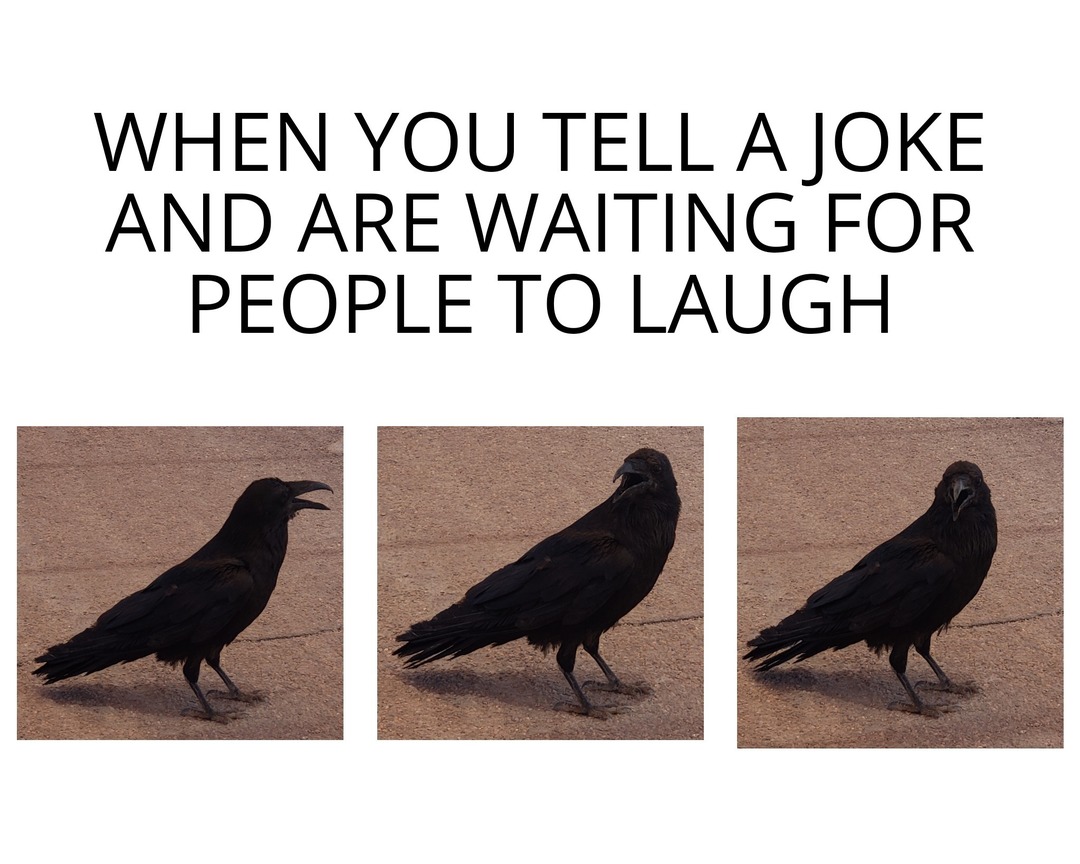 Found a weird crow at the Grand Canyon - meme