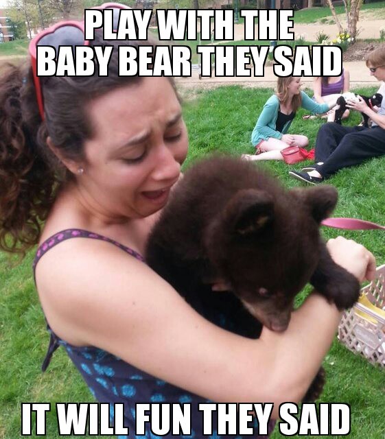 Playing with the bear - meme