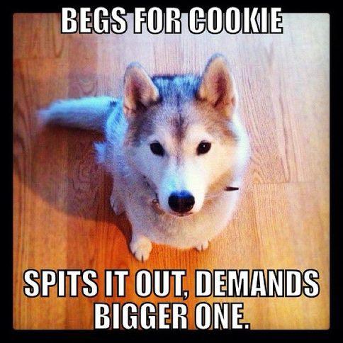 My husky does this too much... - meme