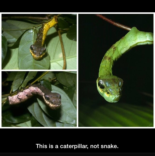 "I'm a ssssssnake :3" - meme