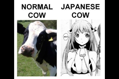 cows xD - meme