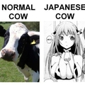 cows xD