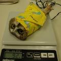 This is how they weigh owls
