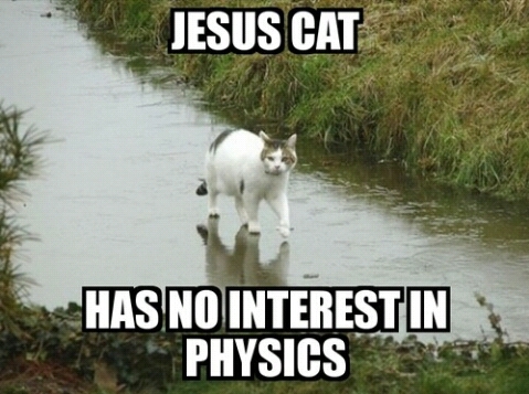 Jesus, cat - meme