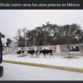 Meme: Están Como Raro Los Osos Polares En México (En Realidad Son Vacas)