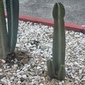 Cactus con forma de pito