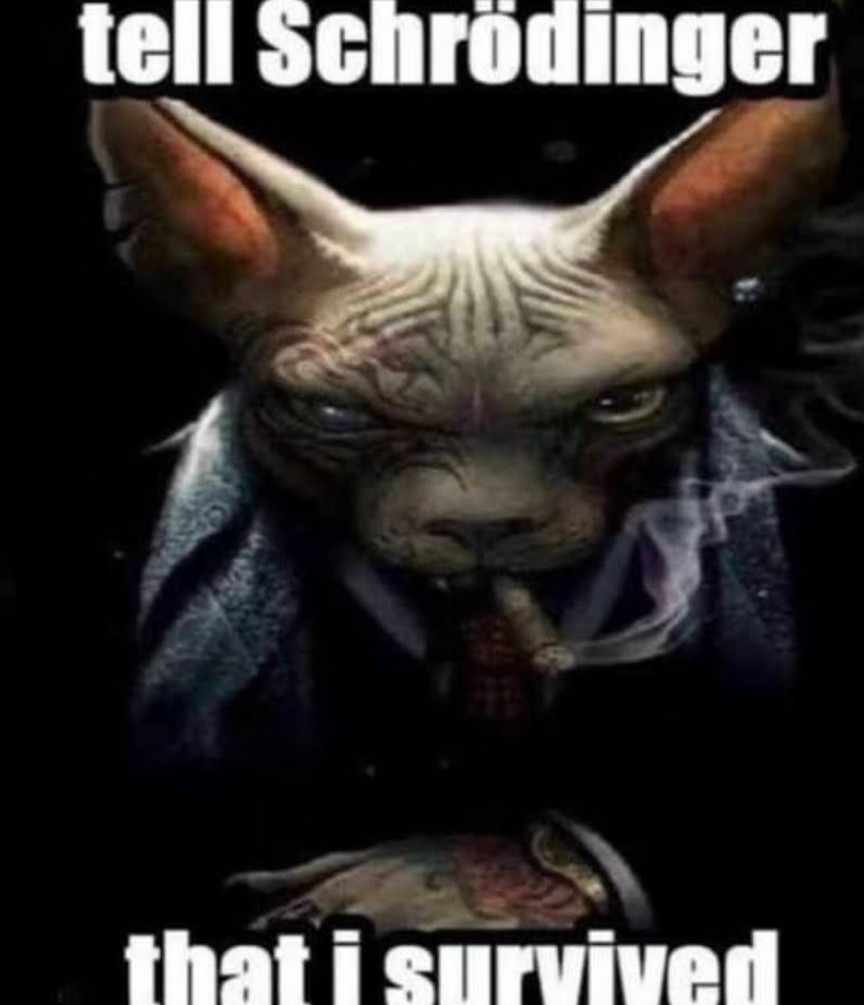 Cat's Schrodinger - meme