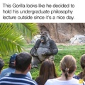 smart gorilla