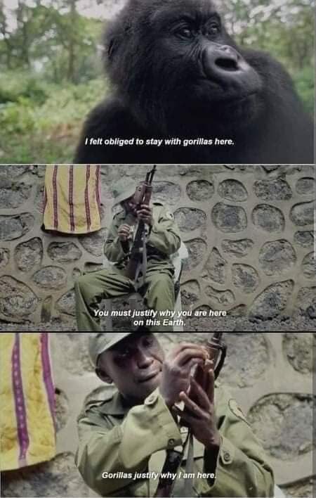 Le gorilla - meme
