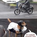 motos vs perros
