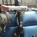 Le hice un pequeño bunker a mi gato mientras limpiaba la cada -Zahrpdroider PD: gato y MG42 reveal